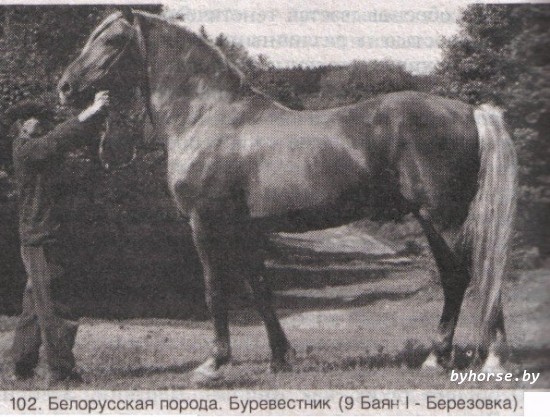 Буревестник