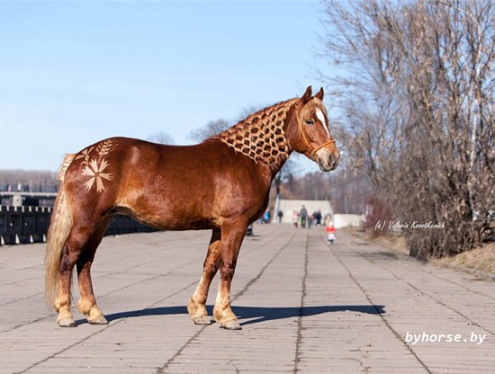 Международная выставка лошадей 