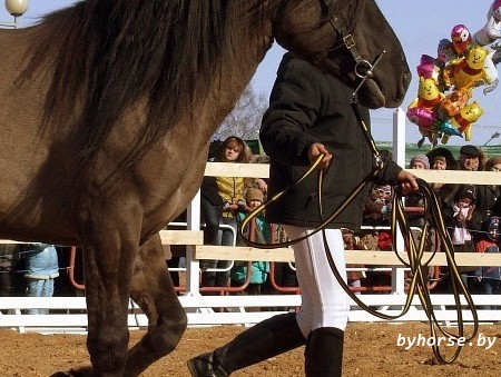 В Минске пройдет очередная выставка породистых лошадей