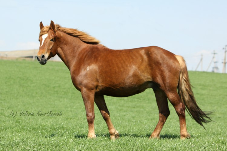 Лошади в Заречье – одни из лучших в республике