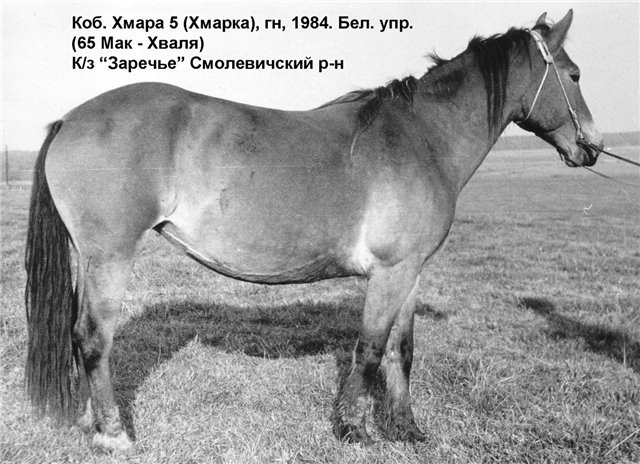Белорусская упряжная: Хмарка 3