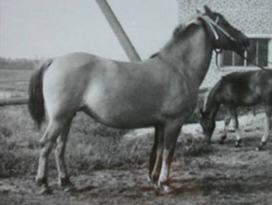 Белорусская упряжная: Липа 37