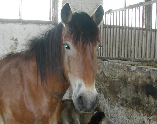 Белорусская упряжная: Межа 32