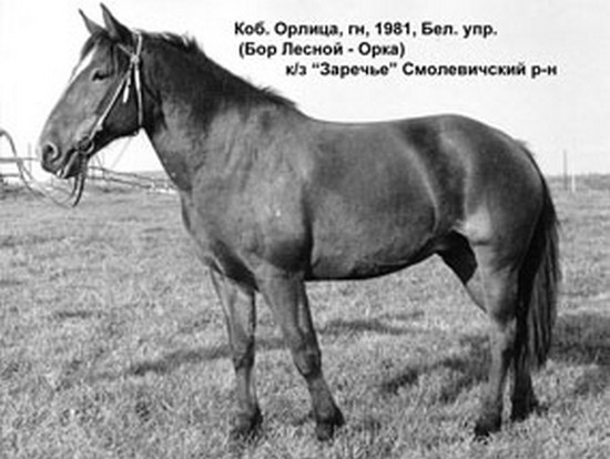 Белорусская упряжная: Орлица 15