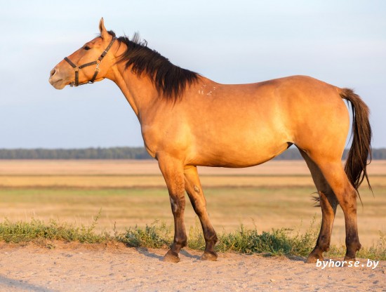 Белорусская упряжная: Деметра