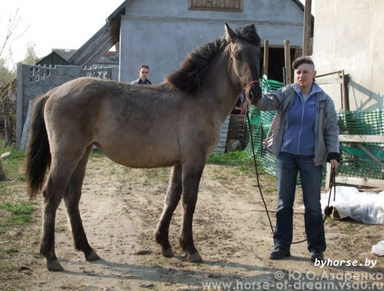 Магутная Шляхта