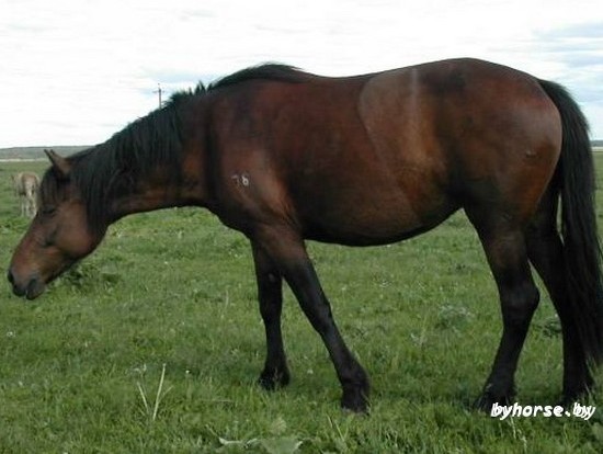 Белорусская упряжная: Пчелка 96