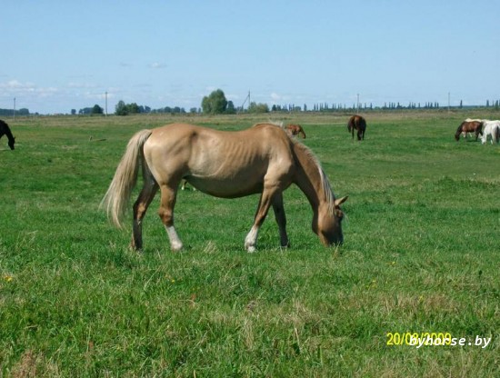 Белорусская упряжная: Березка 192