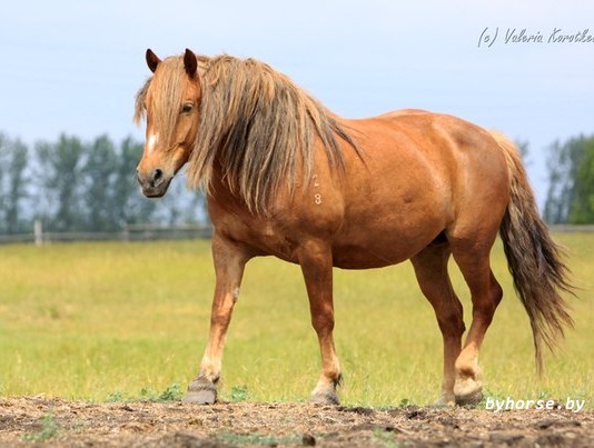 Белорусская упряжная: Биплана 28