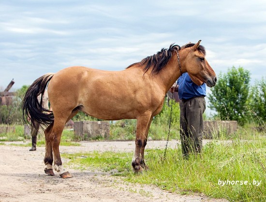 Белорусская упряжная: Цинга