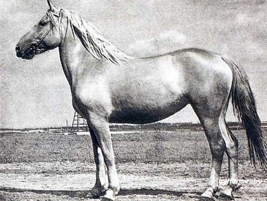 Белорусская упряжная: 593 Фазанка 12