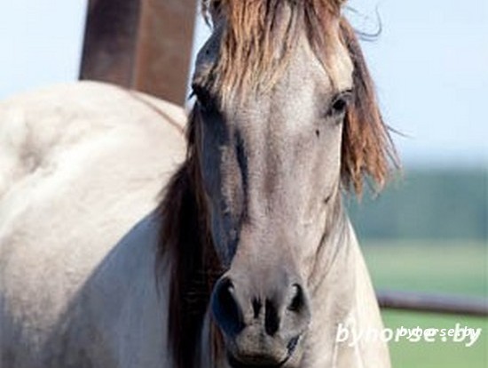 Белорусская упряжная: Гагара 27