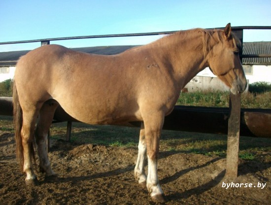 Белорусская упряжная: Гальпия 8