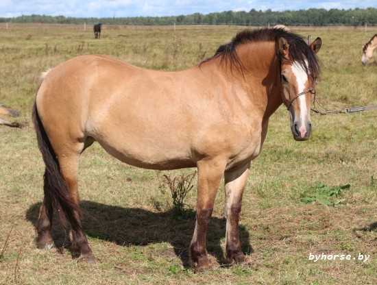 Белорусская упряжная: Гербера