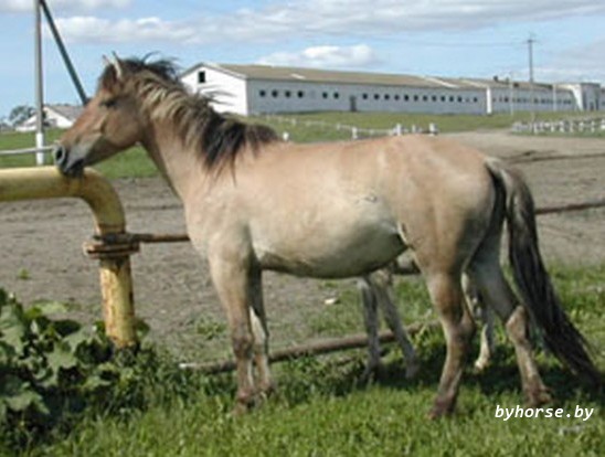 Белорусская упряжная: Гонка 75