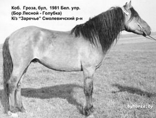 Белорусская упряжная: Гроза 11