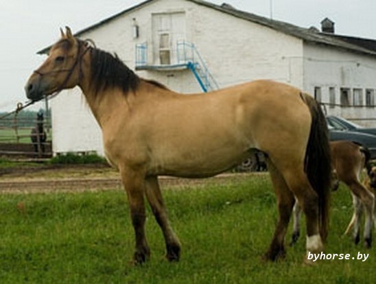 Белорусская упряжная: Лента 52