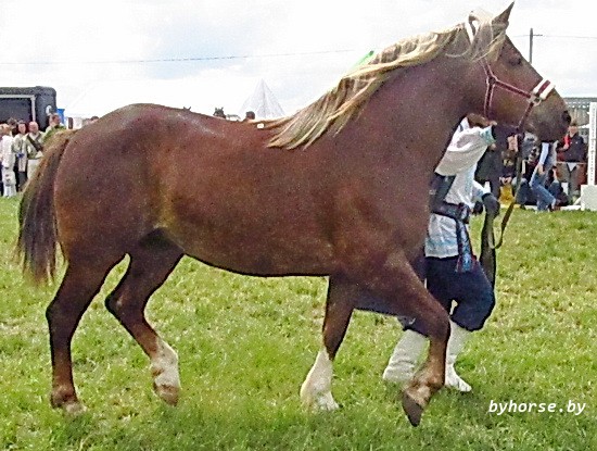 Белорусская упряжная: Машка