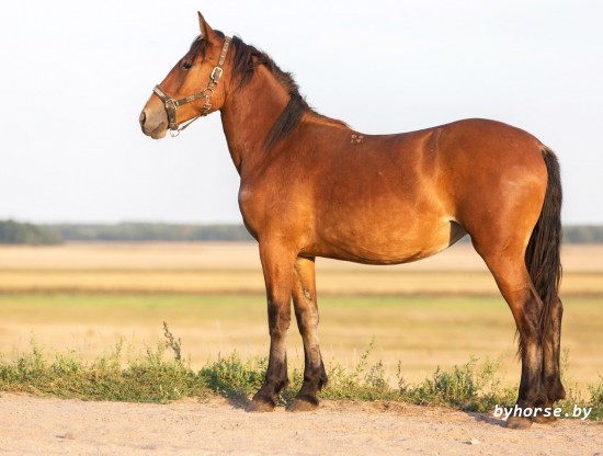 Белорусская упряжная: Награда