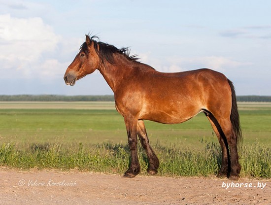 Белорусская упряжная: Наливка 88