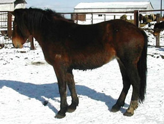 Белорусская упряжная: Опушка 27