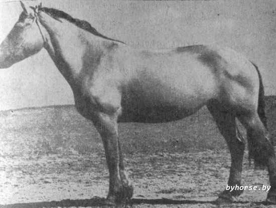 Белорусская упряжная: 538 Орка 17