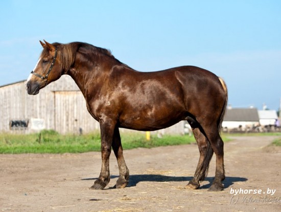 Белорусская упряжная: Полынь 9