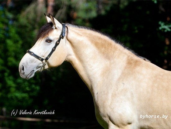 Шарголь 37 (Шельма)