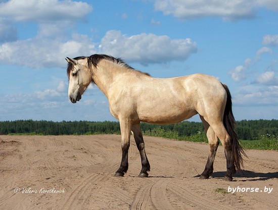 Белорусская упряжная: Шхуна