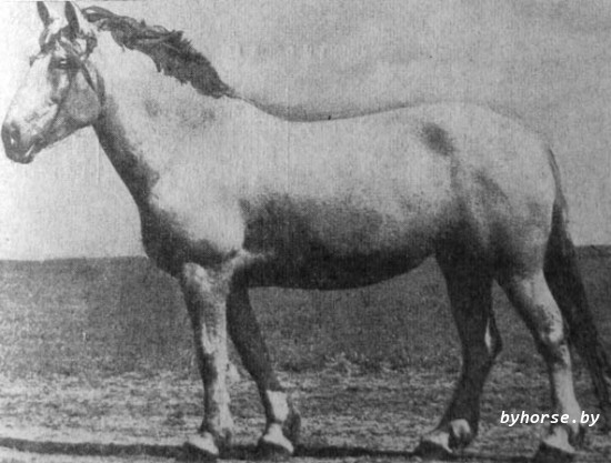 Белорусская упряжная: 329 Волга