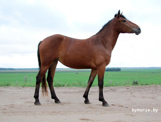 Ладушка 60/12