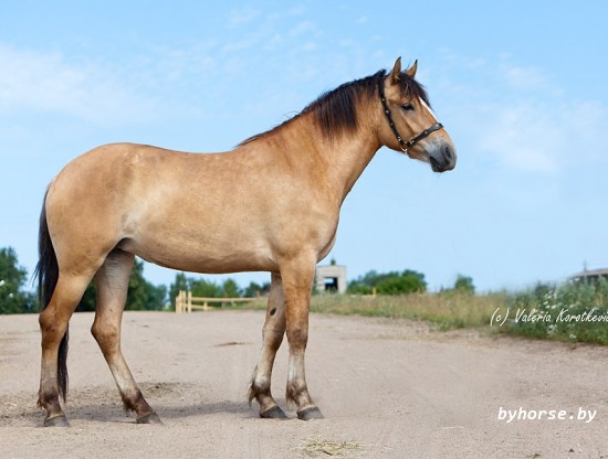 Белорусская упряжная: Галатея 29