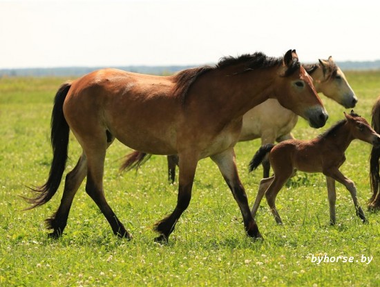 Белорусская упряжная: Хлопушка 22