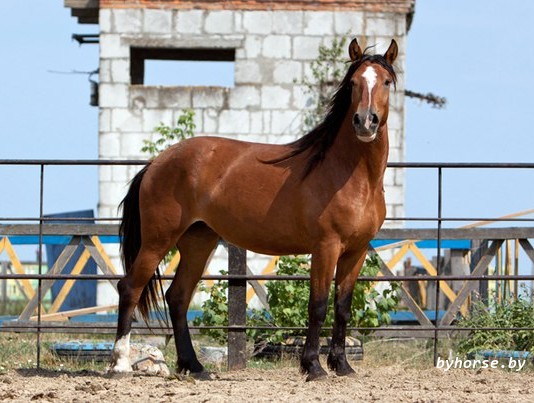 Белорусская упряжная: Смородина