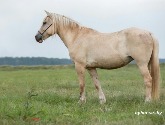 Белорусская упряжная: Багровая 33