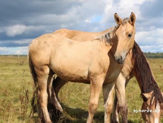 Белорусская упряжная:Пломбир