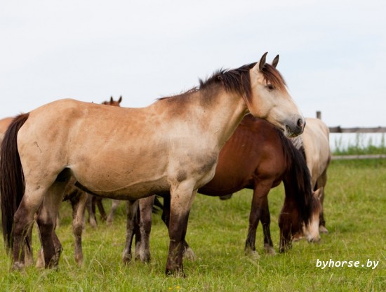 Белорусская упряжная: Свёкра