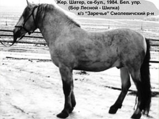 Белорусская упряжная: Шатер 16