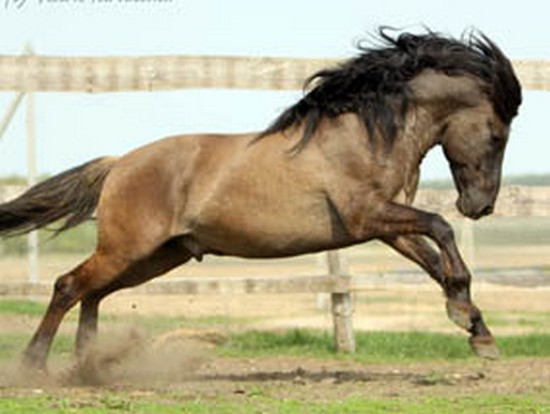 Заречанский Шмель – лучший!