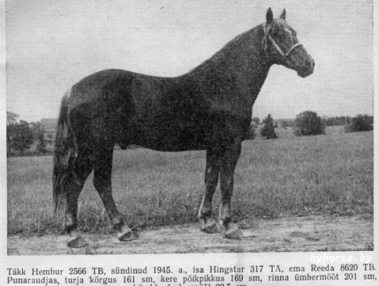 Белорусская упряжная: Хембур 2566Т