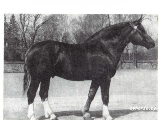 Белорусская упряжная:Хиилар 7271 T