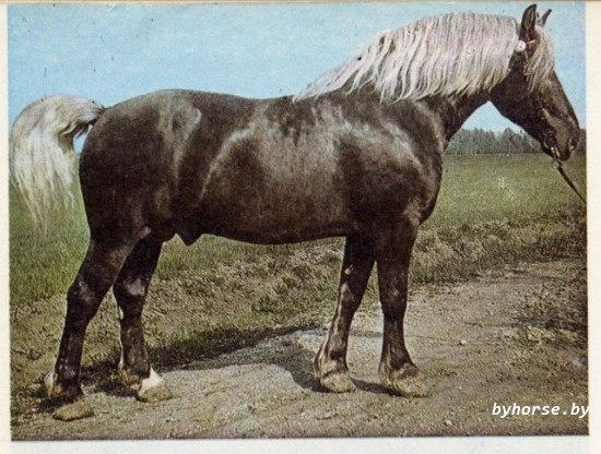 Белорусская упряжная: Урник 8513 Т