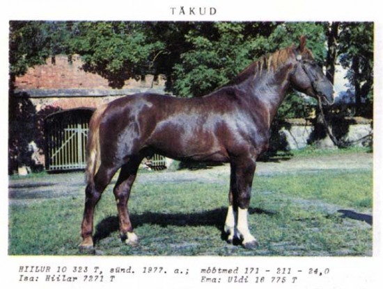 Белорусская упряжная: Хийлур 10323Т