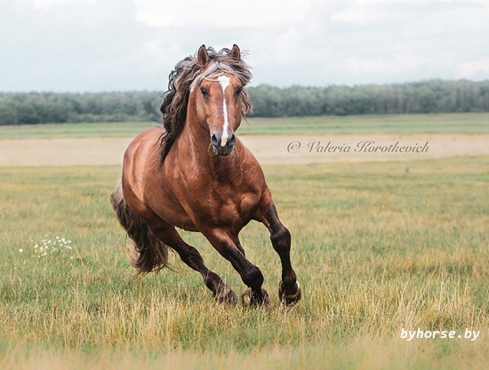 Белорусская упряжная:Буран 67