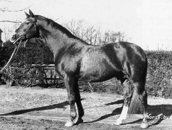 Белорусская упряжная: Duellant