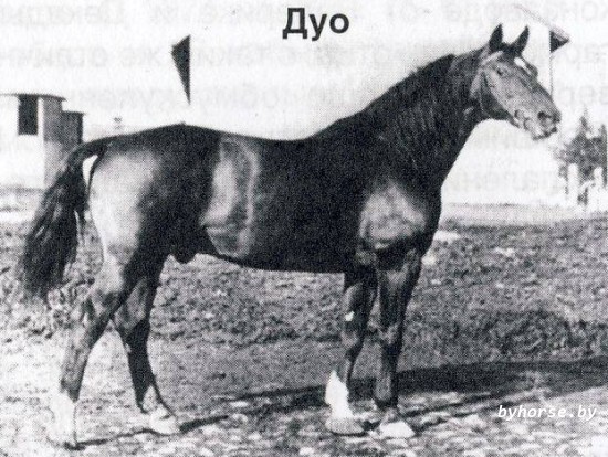 Белорусская упряжная:Дуо