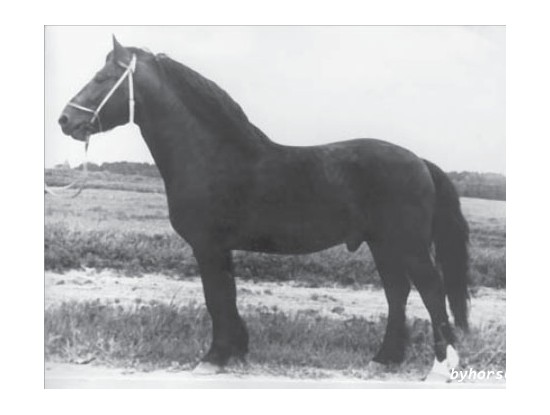 Белорусская упряжная: Клоунас 417