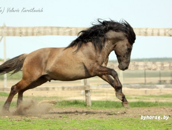 Белорусская упряжная: Шмель 19