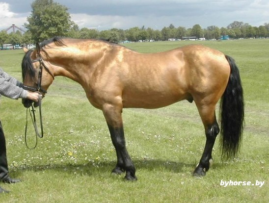 Белорусская упряжная: Актив 328