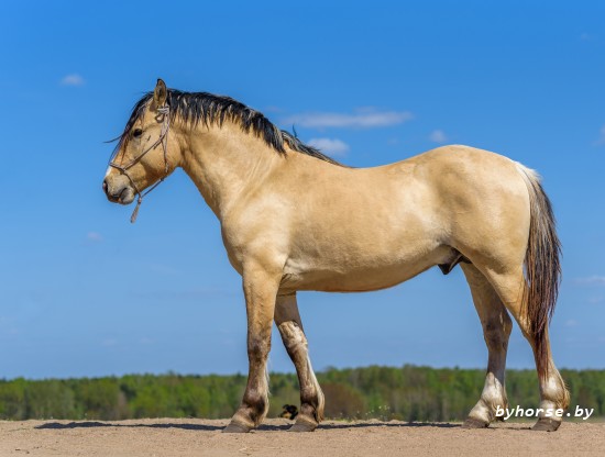 Белорусская упряжная:Блакит